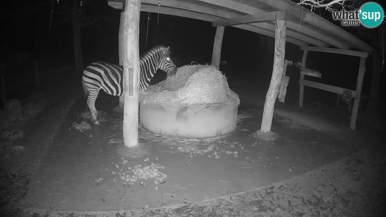 Zebre v živo v živalskem vrtu Ljubljana ZOO spletne kamere