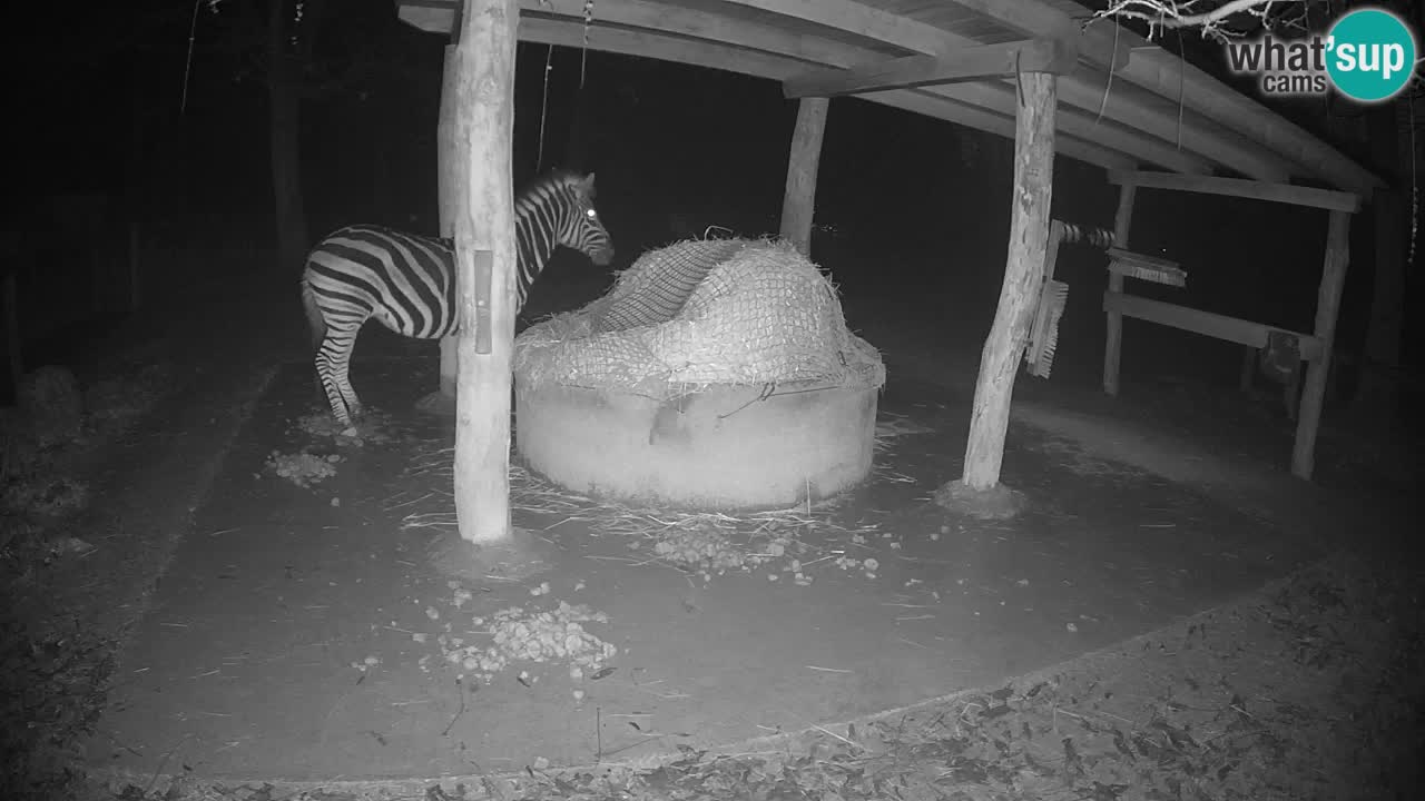 Live webcam Zebras in Ljubljana ZOO – Slovenia
