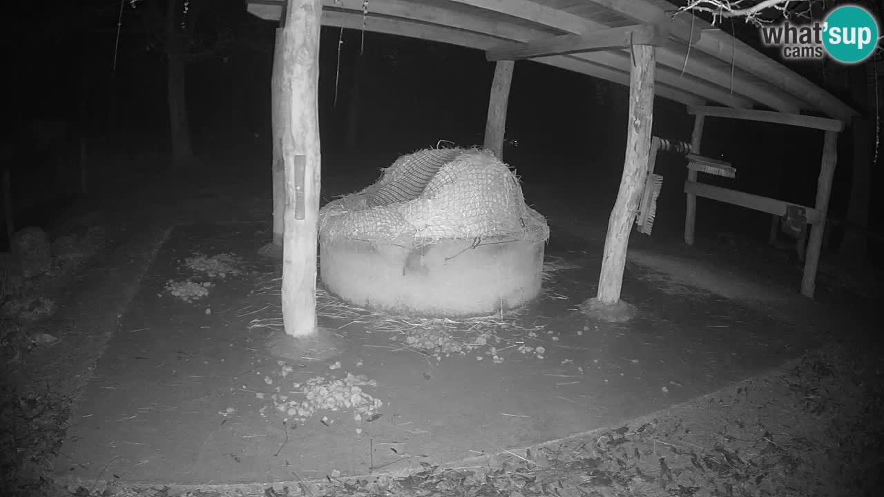 Live webcam Les zèbres in Ljubljana ZOO – Slovénie