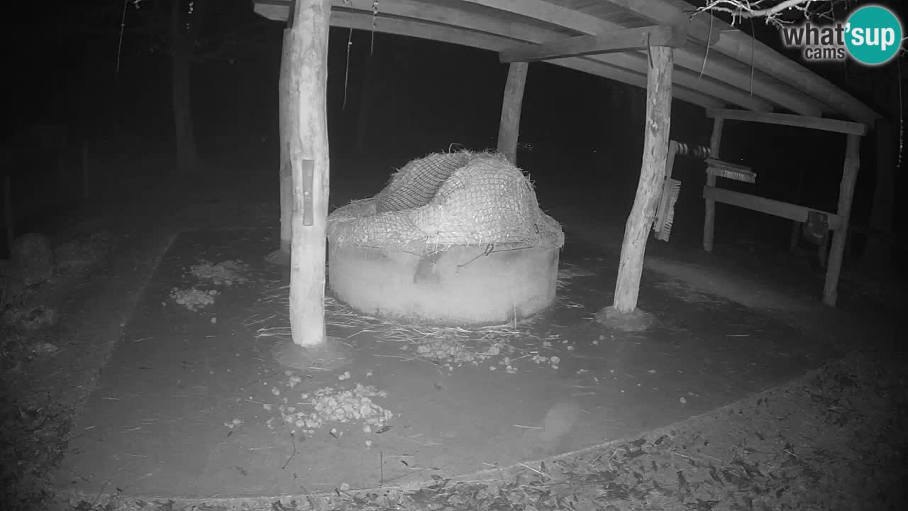 Live webcam Les zèbres in Ljubljana ZOO – Slovénie