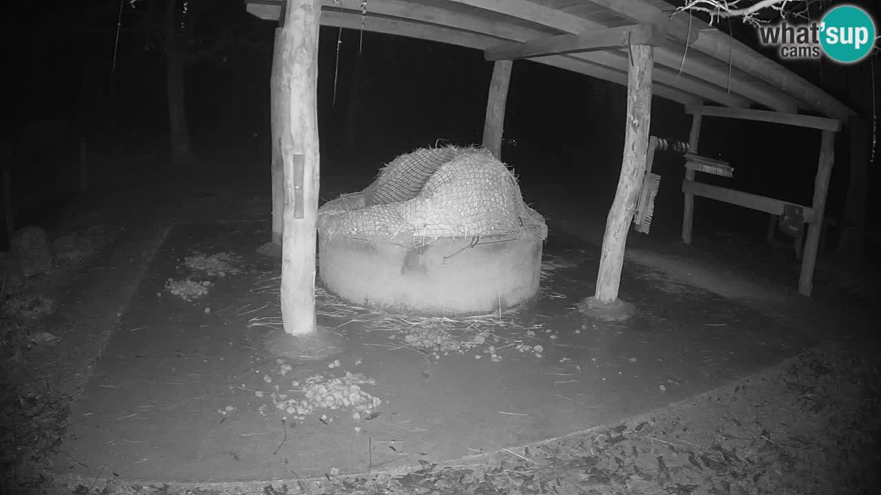 Live webcam Les zèbres in Ljubljana ZOO – Slovénie