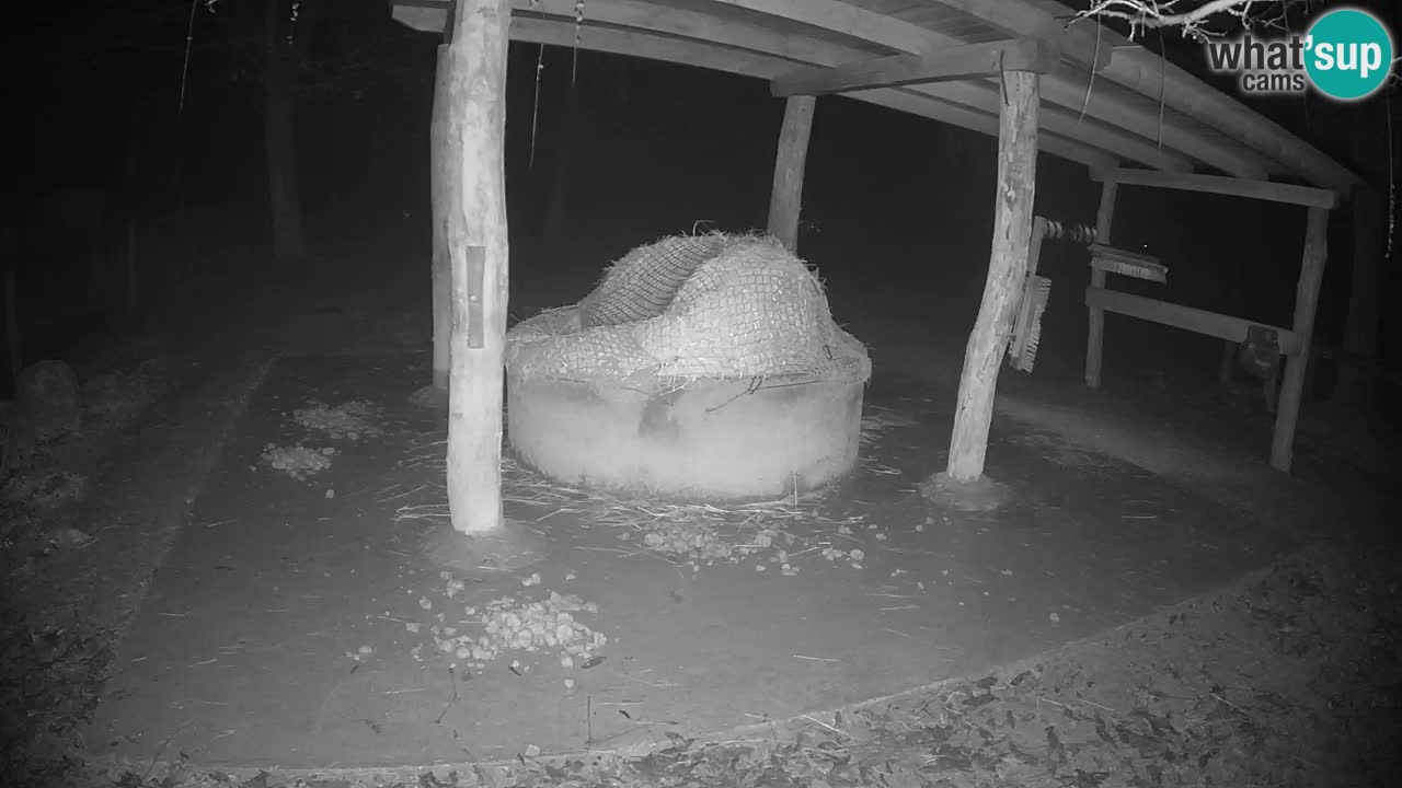 Camera en vivo Cebras in Ljubljana ZOO – Eslovenia