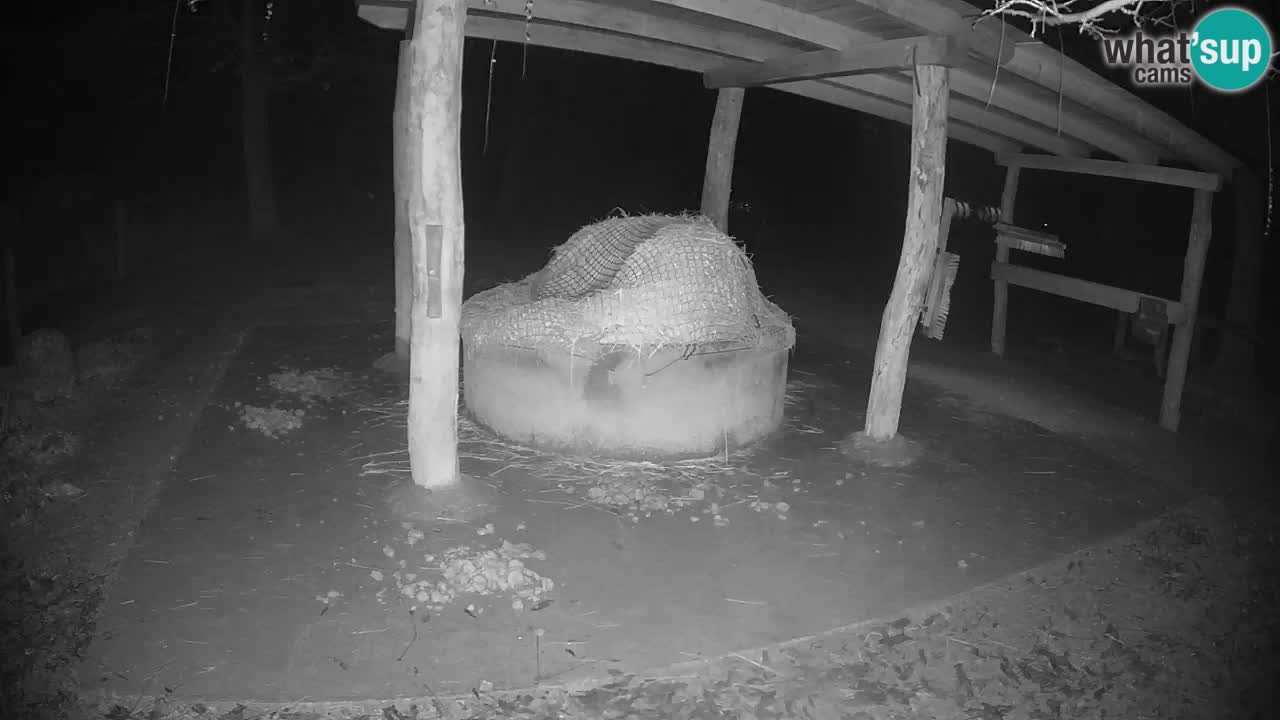 Live webcam Zebras in Ljubljana ZOO – Slovenia