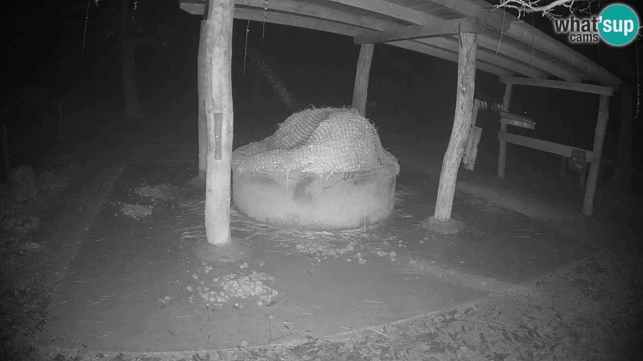 Live webcam Zebras in Ljubljana ZOO – Slovenia