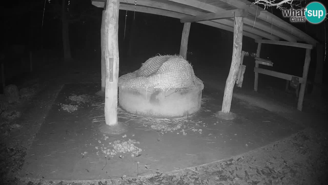 Live webcam Zebras in Ljubljana ZOO – Slovenia