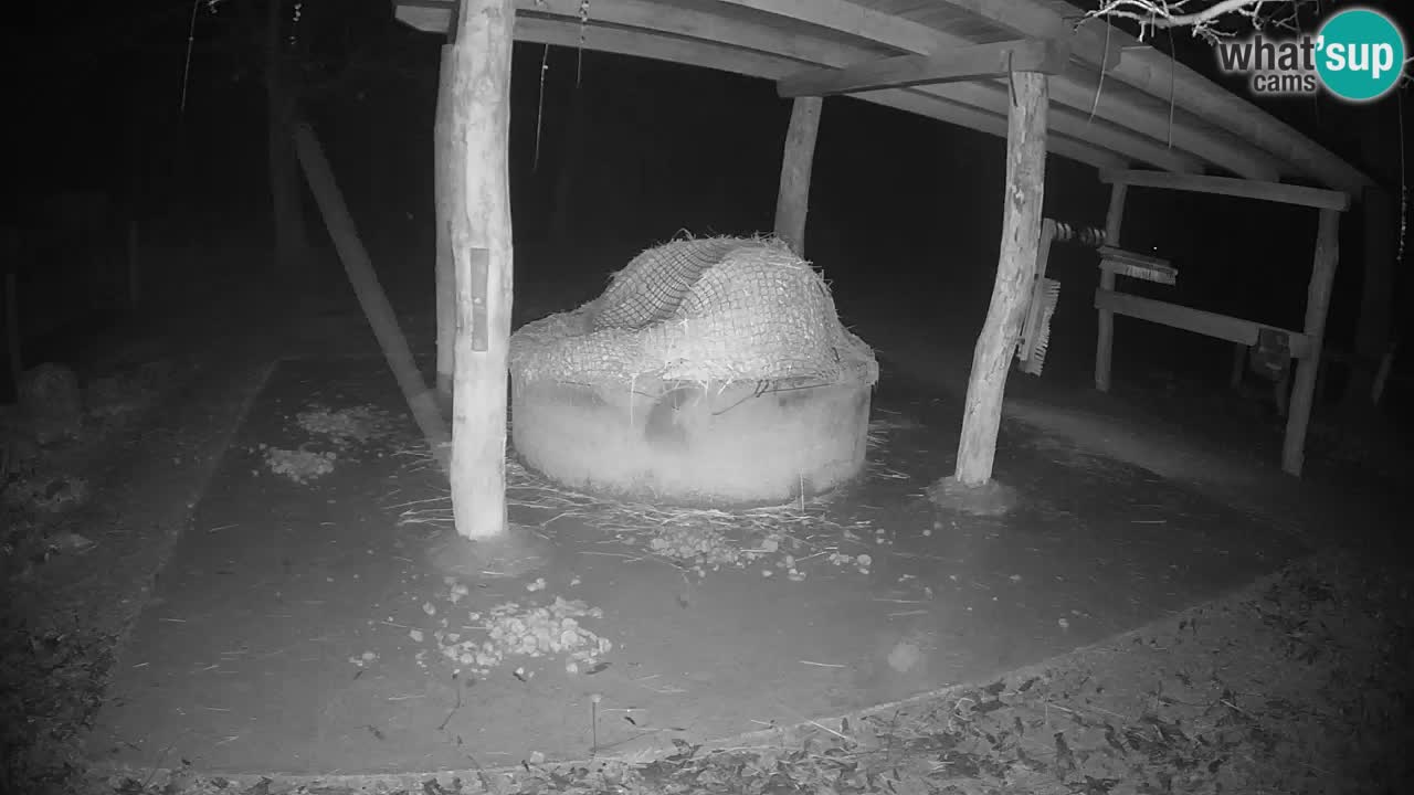 Le Zebre nello ZOO di Ljubljana – Slovenia Live webcam