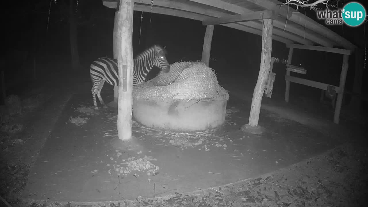 Live Webcam Zebras in Ljubljana ZOO – Slowenien