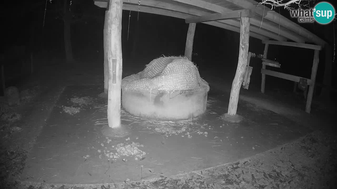 Live Webcam Zebras in Ljubljana ZOO – Slowenien