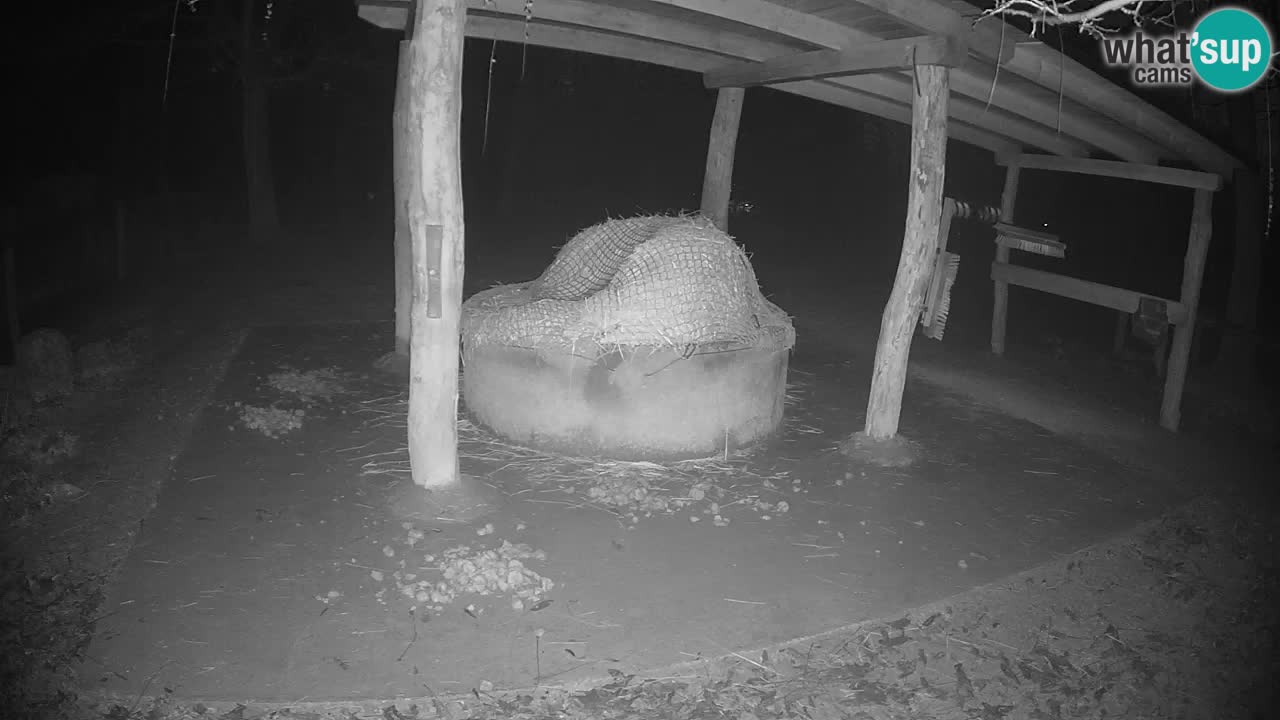 Camera en vivo Cebras in Ljubljana ZOO – Eslovenia