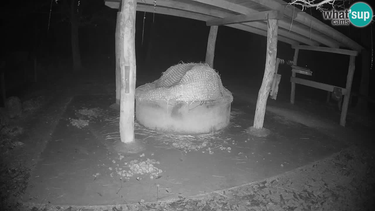 Live Webcam Zebras in Ljubljana ZOO – Slowenien