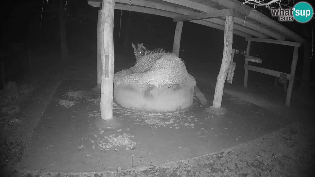 Le Zebre nello ZOO di Ljubljana – Slovenia Live webcam