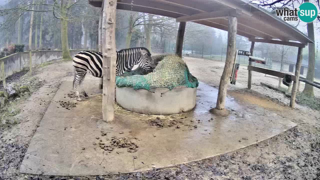 Live webcam Zebras in Ljubljana ZOO – Slovenia