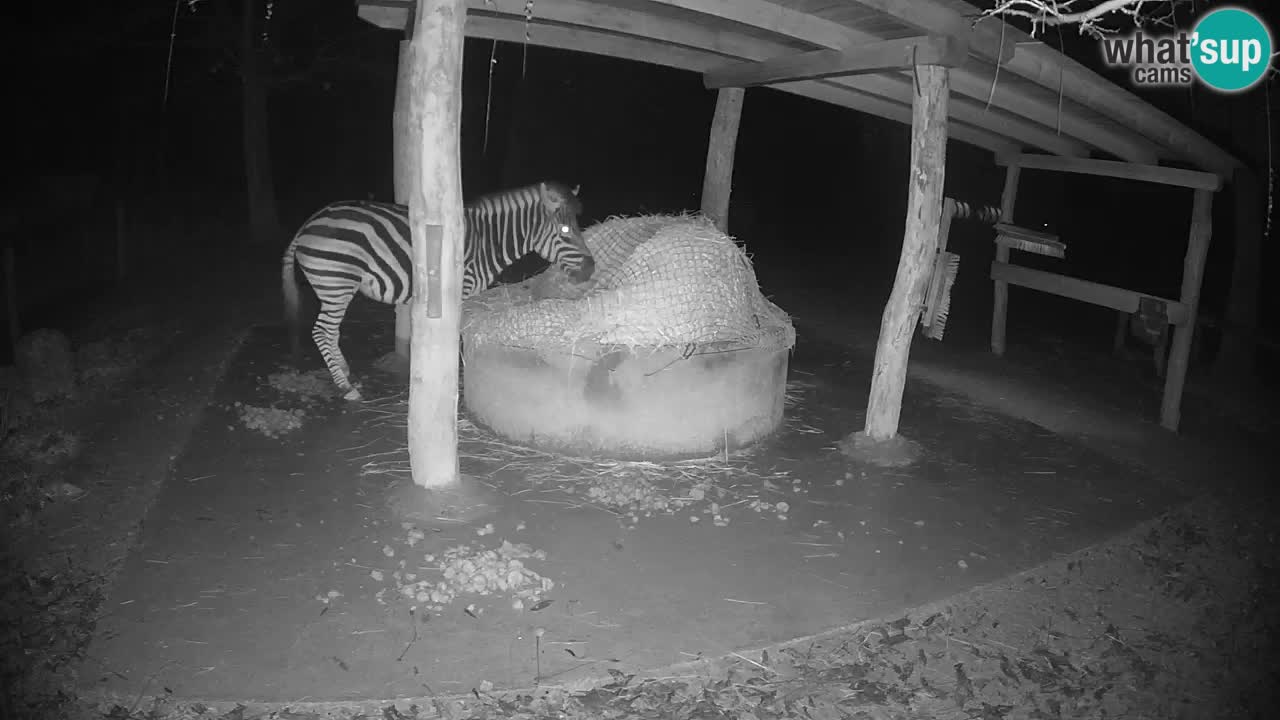 Live webcam Zebras in Ljubljana ZOO – Slovenia