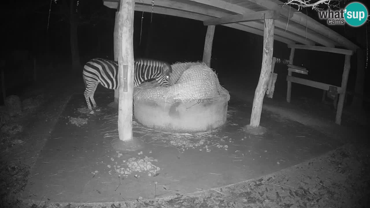 Zebre v živo v živalskem vrtu Ljubljana ZOO spletne kamere