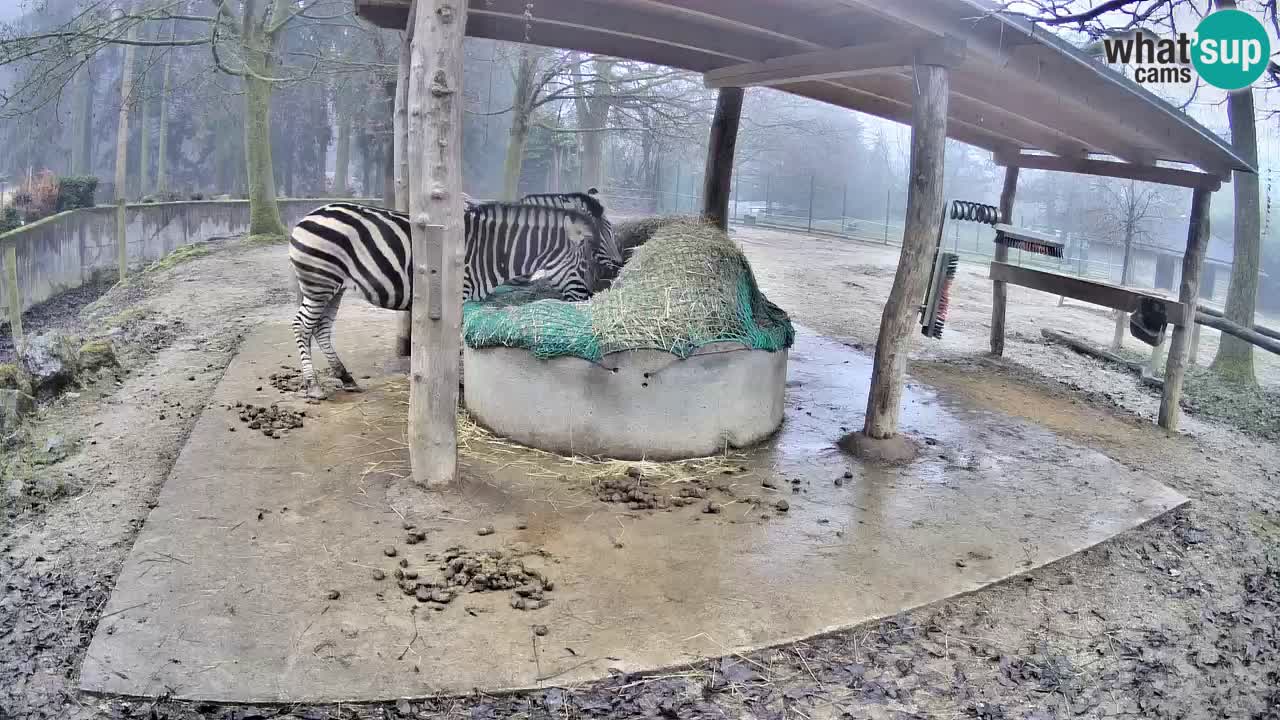 Camera en vivo Cebras in Ljubljana ZOO – Eslovenia