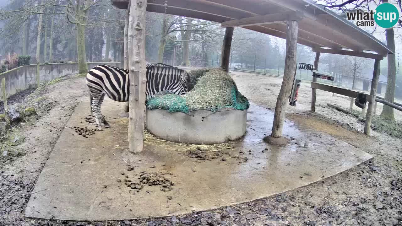 Live webcam Zebras in Ljubljana ZOO – Slovenia