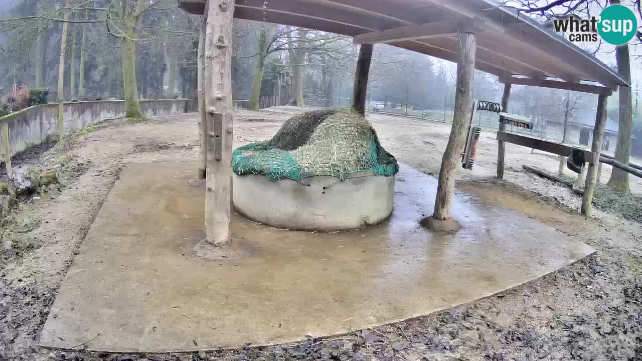 Le Zebre nello ZOO di Ljubljana – Slovenia Live webcam