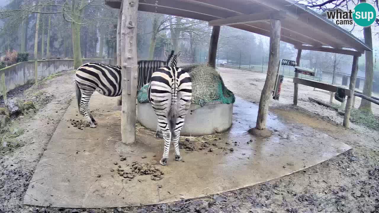 Live Webcam Zebras in Ljubljana ZOO – Slowenien