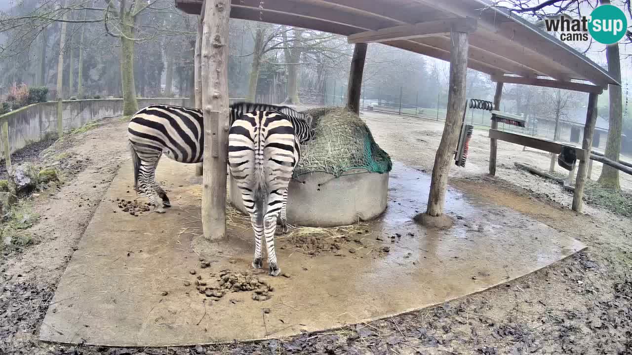 Live Webcam Zebras in Ljubljana ZOO – Slowenien