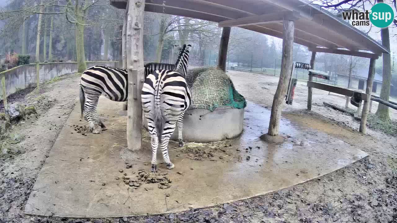 Web kamera uživo Zebras u ZOO Ljubljana – Slovenija