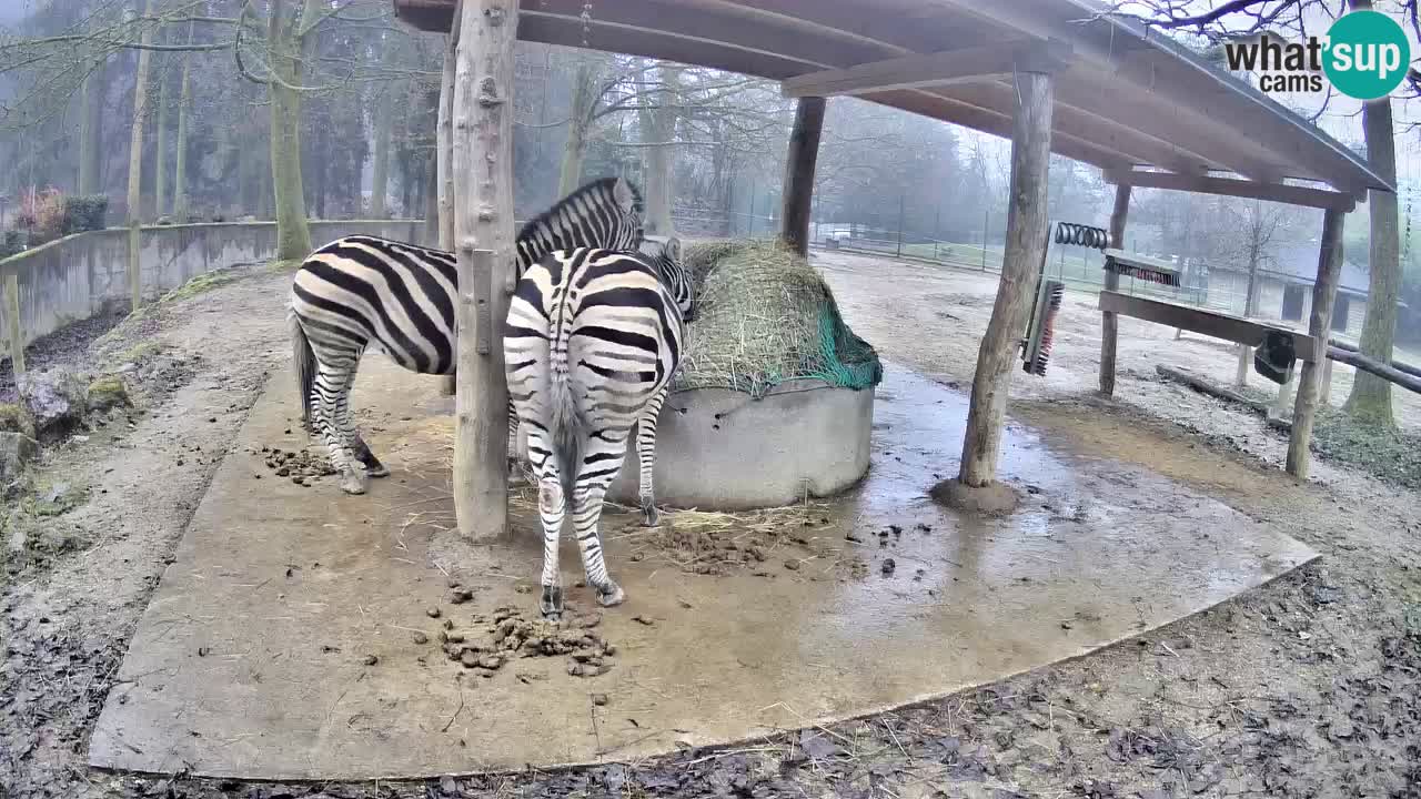 Live webcam Zebras in Ljubljana ZOO – Slovenia