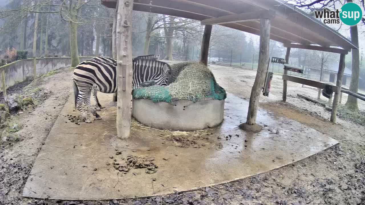 Live webcam Zebras in Ljubljana ZOO – Slovenia