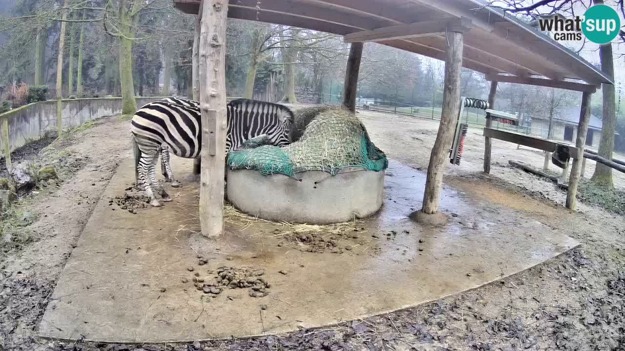 Live webcam Les zèbres in Ljubljana ZOO – Slovénie