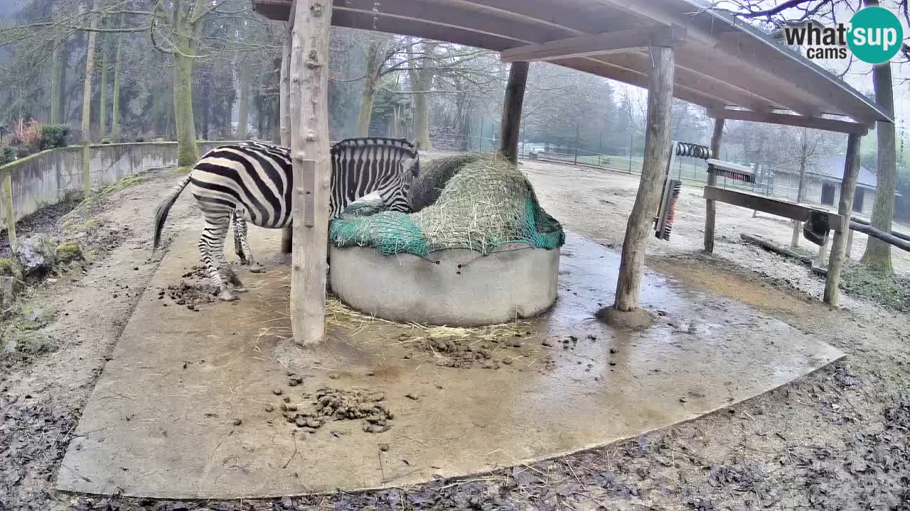 Live webcam Zebras in Ljubljana ZOO – Slovenia