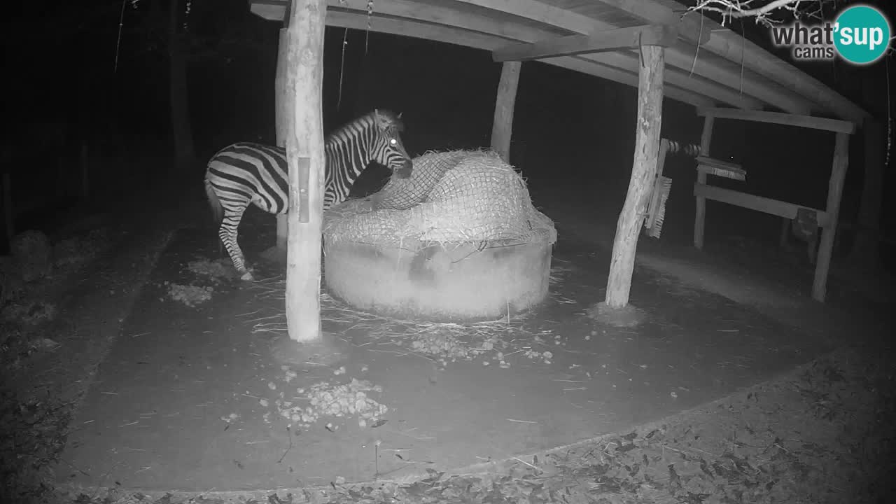 Live Webcam Zebras in Ljubljana ZOO – Slowenien