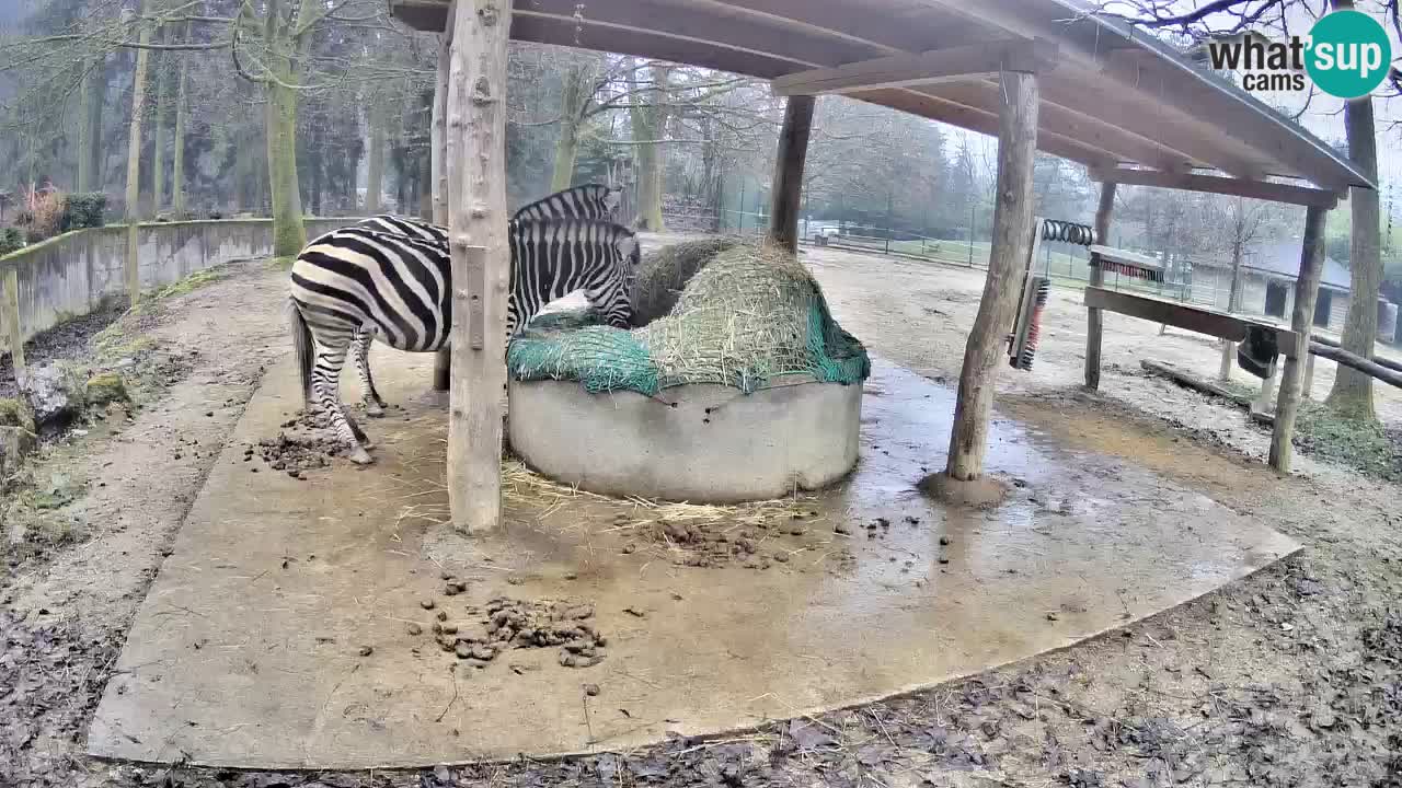 Camera en vivo Cebras in Ljubljana ZOO – Eslovenia