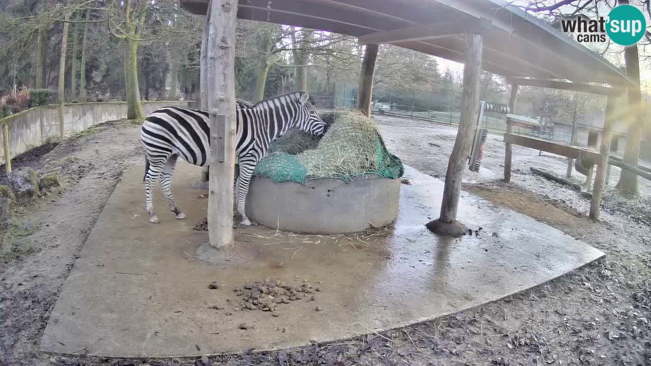Live Webcam Zebras in Ljubljana ZOO – Slowenien