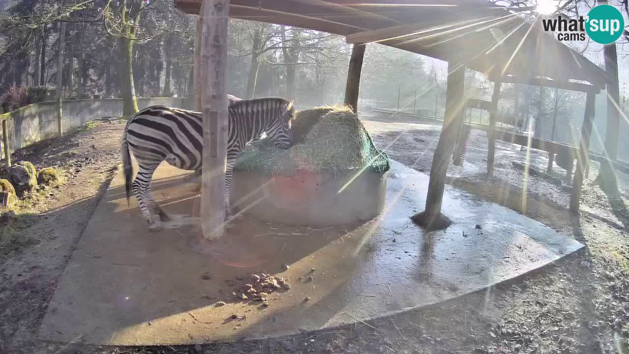 Zebre v živo v živalskem vrtu Ljubljana ZOO spletne kamere