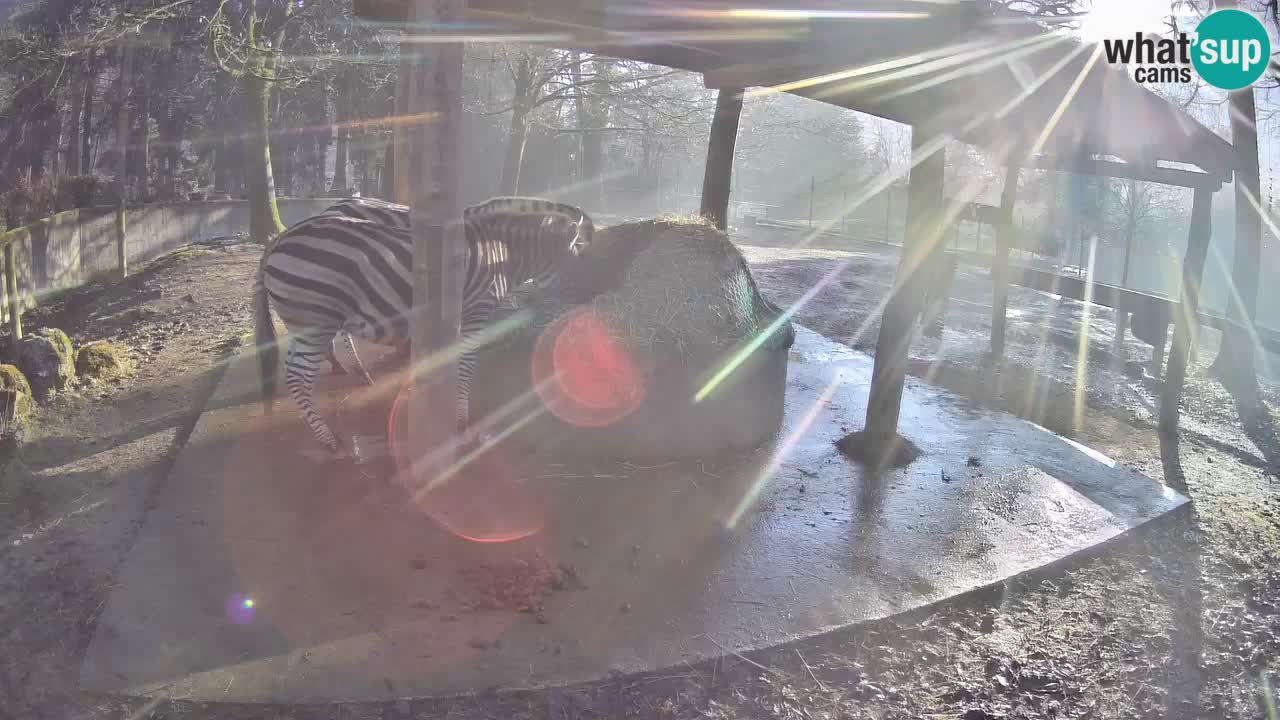 Live webcam Zebras in Ljubljana ZOO – Slovenia