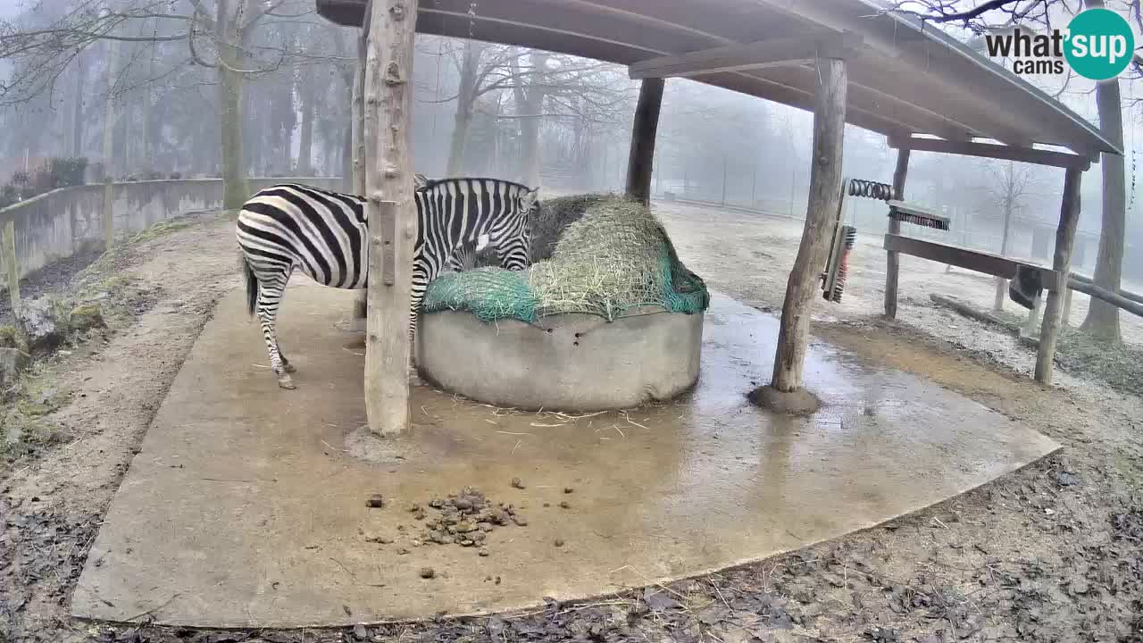 Le Zebre nello ZOO di Ljubljana – Slovenia Live webcam