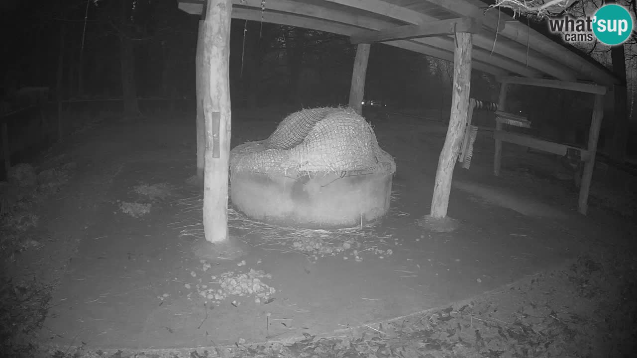 Live webcam Les zèbres in Ljubljana ZOO – Slovénie