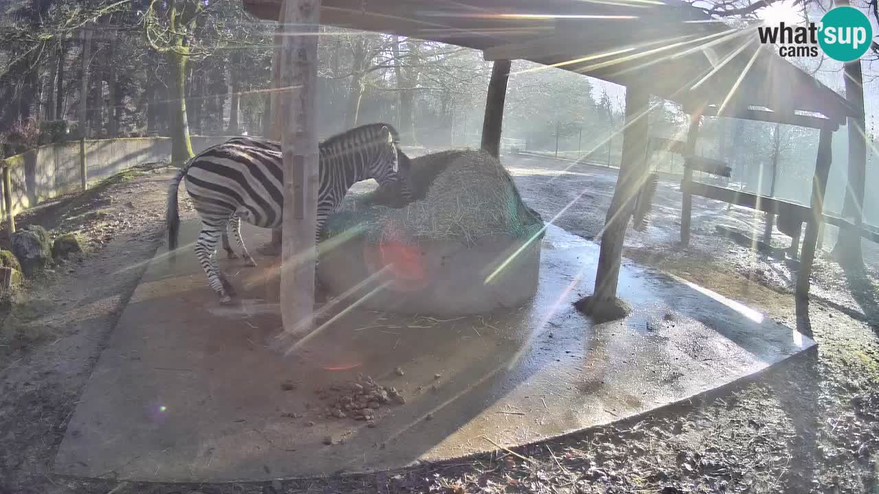 Web kamera uživo Zebras u ZOO Ljubljana – Slovenija