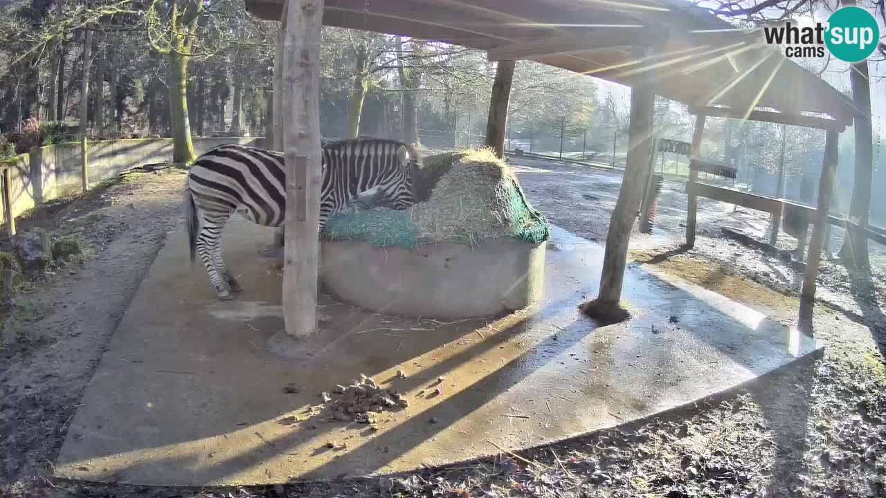 Live webcam Zebras in Ljubljana ZOO – Slovenia