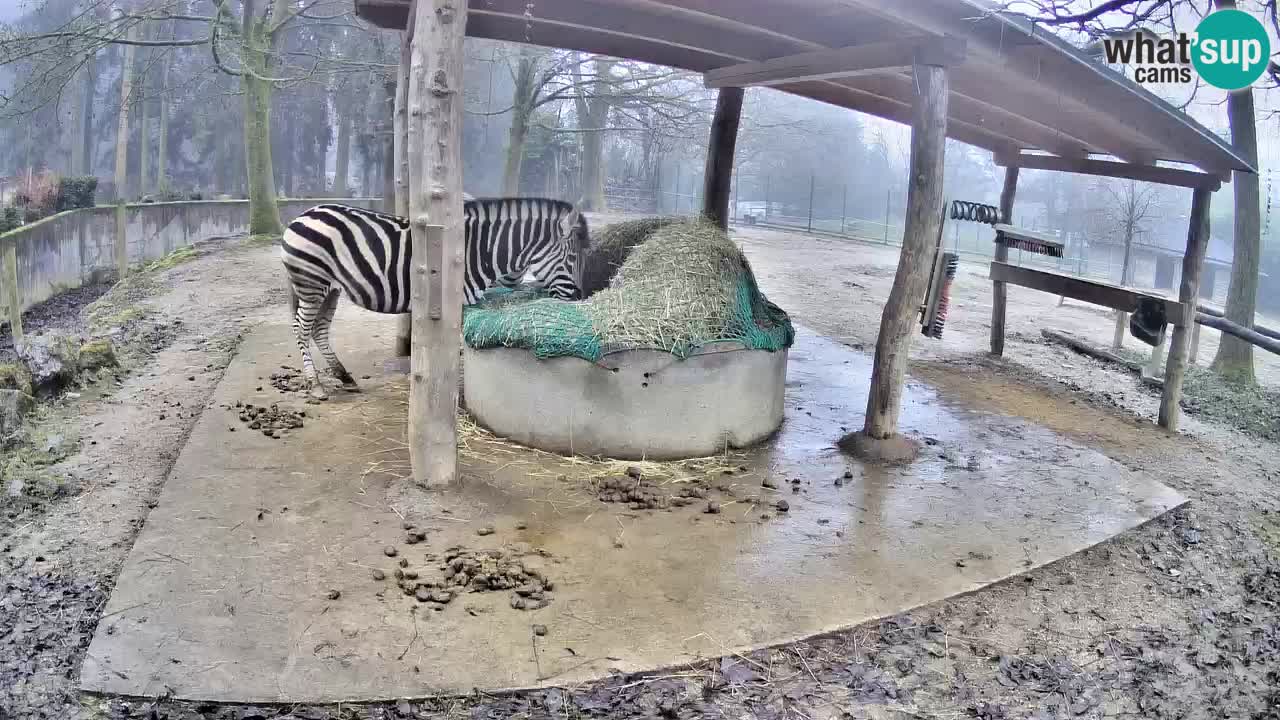Live webcam Zebras in Ljubljana ZOO – Slovenia