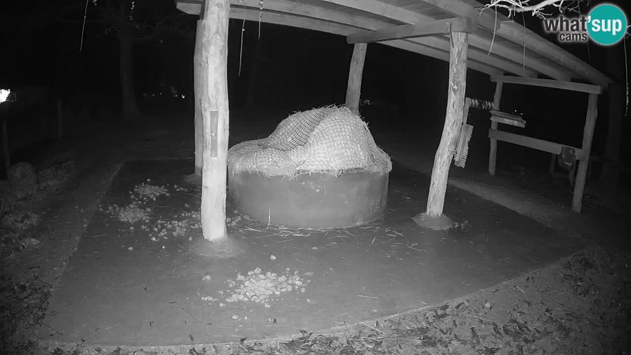 Camera en vivo Cebras in Ljubljana ZOO – Eslovenia