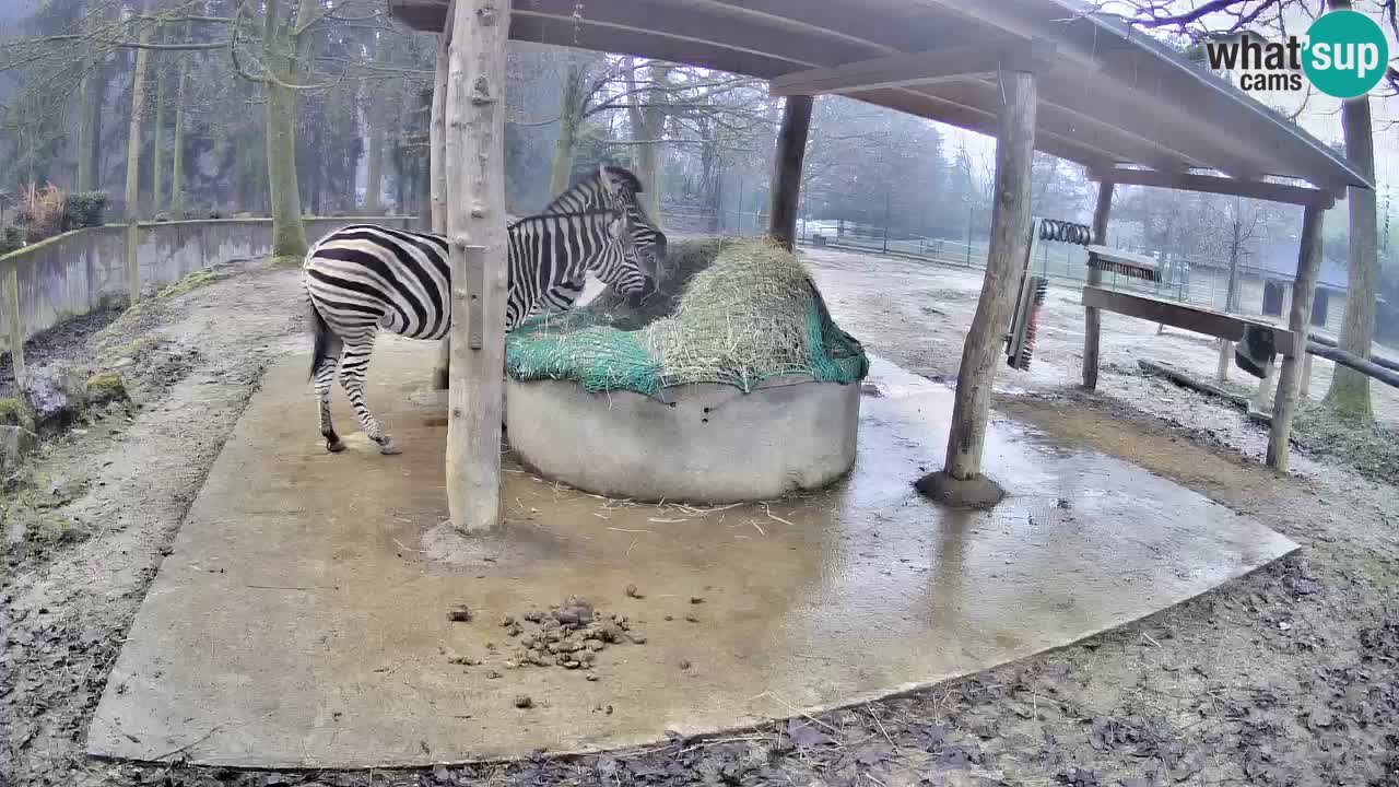 Le Zebre nello ZOO di Ljubljana – Slovenia Live webcam