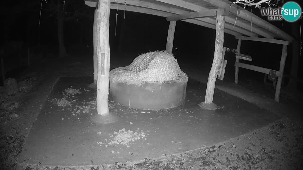 Live webcam Zebras in Ljubljana ZOO – Slovenia