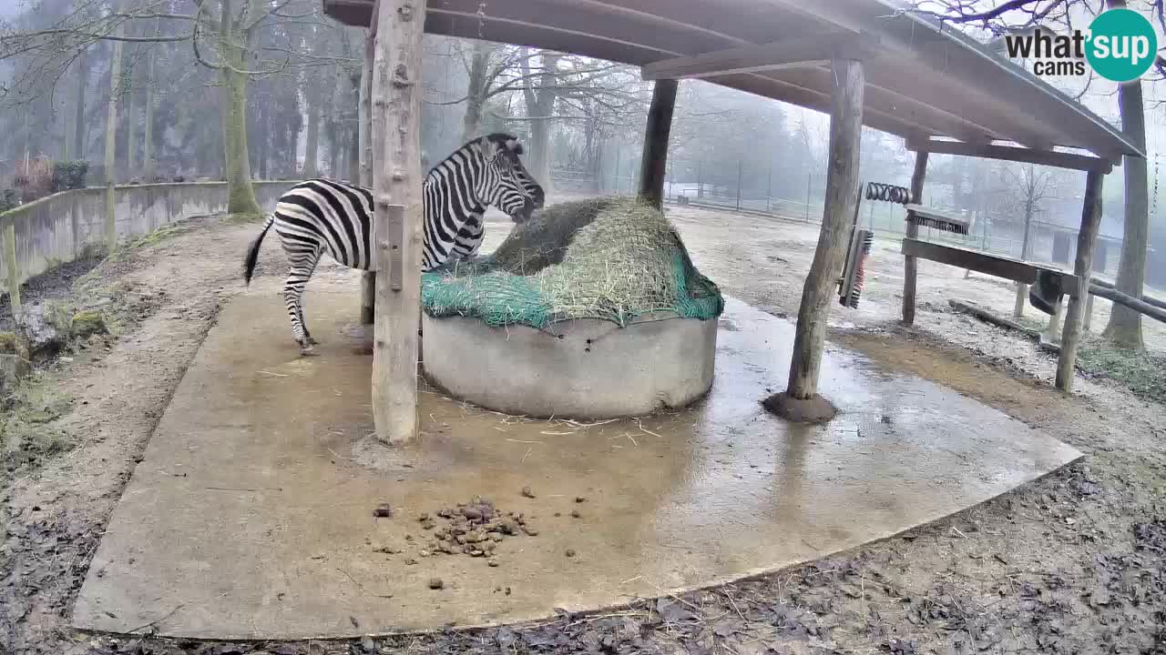Camera en vivo Cebras in Ljubljana ZOO – Eslovenia
