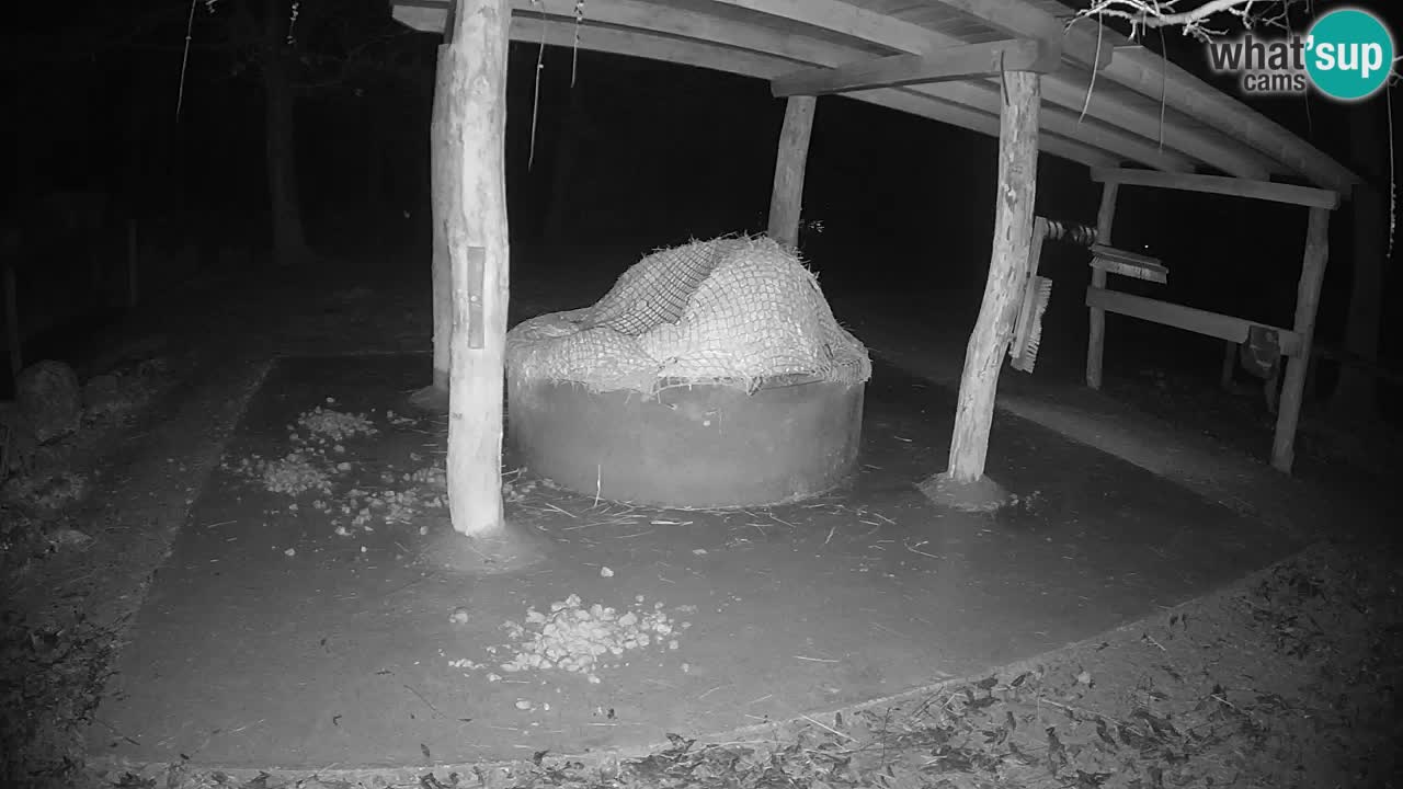 Live webcam Les zèbres in Ljubljana ZOO – Slovénie