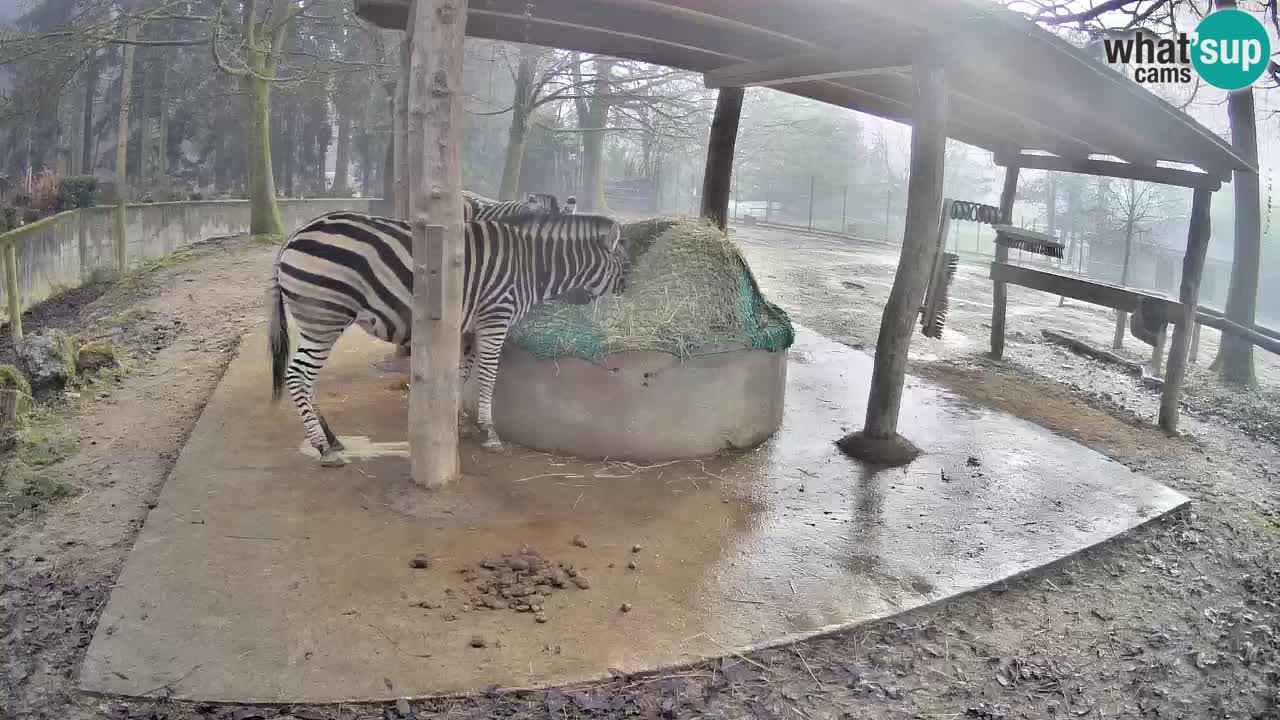 Le Zebre nello ZOO di Ljubljana – Slovenia Live webcam