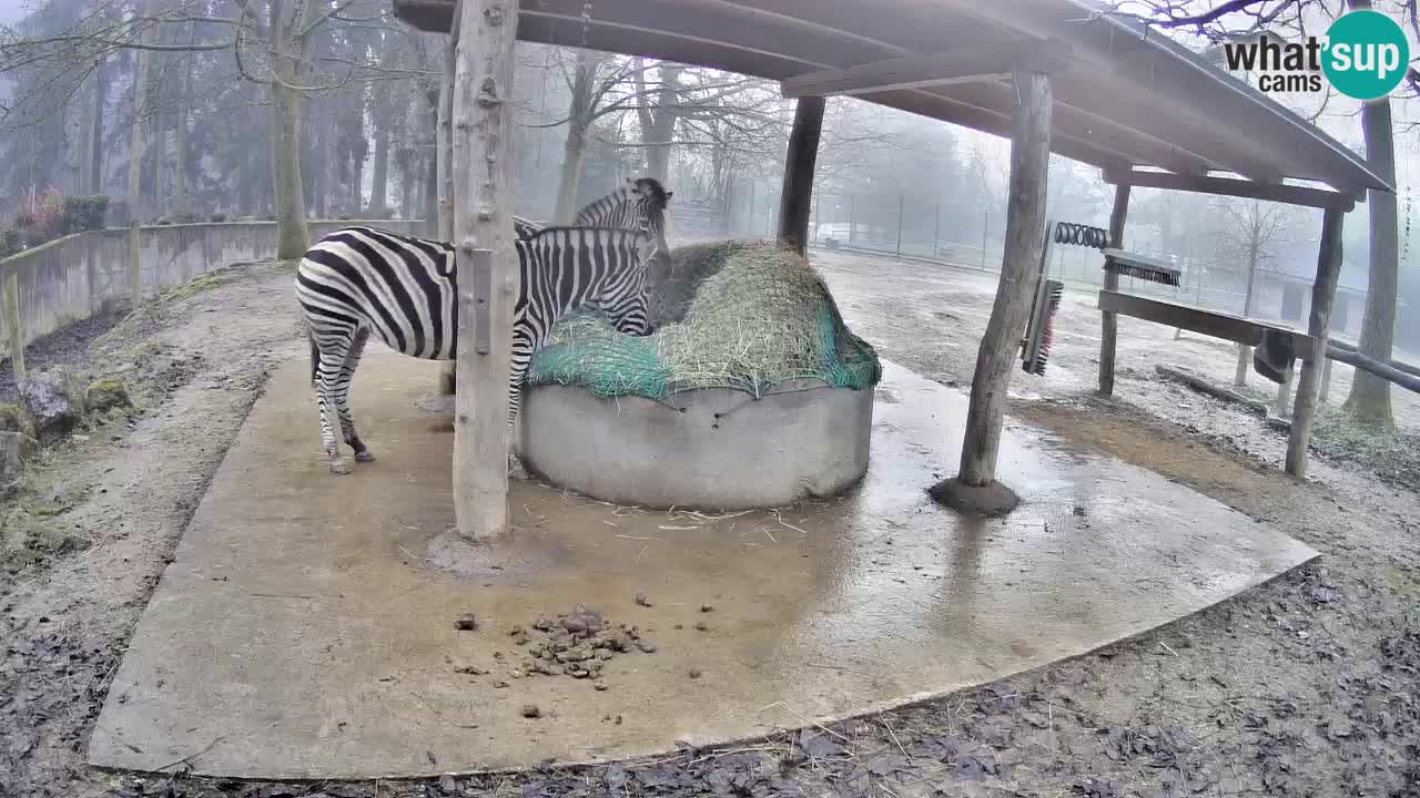 Le Zebre nello ZOO di Ljubljana – Slovenia Live webcam