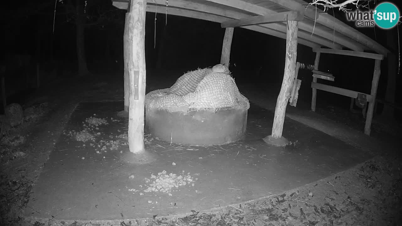 Zebre v živo v živalskem vrtu Ljubljana ZOO spletne kamere