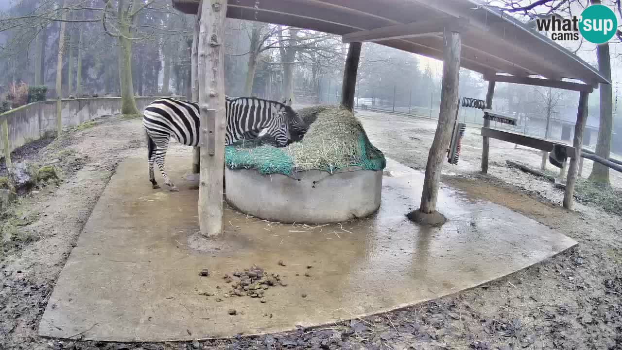 Live webcam Zebras in Ljubljana ZOO – Slovenia