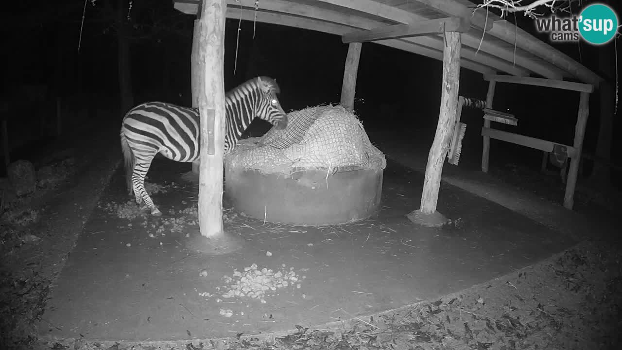 Live Webcam Zebras in Ljubljana ZOO – Slowenien