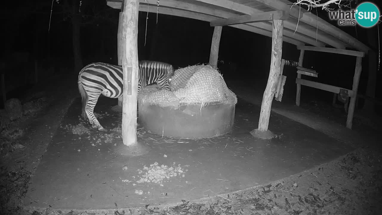 Live webcam Zebras in Ljubljana ZOO – Slovenia