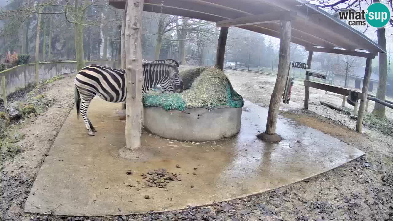 Zebre v živo v živalskem vrtu Ljubljana ZOO spletne kamere
